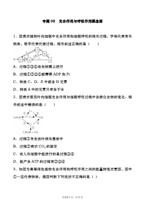 专题08 光合作用与呼吸作用概念图-备战2021年高考一轮复习重难点题型专项突破(原卷版)