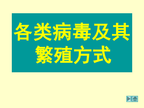 各类病毒及其繁殖方式