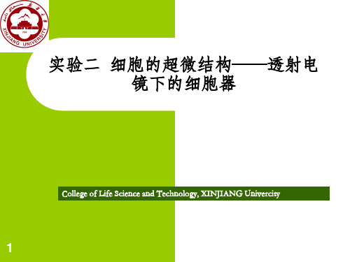 实验二 细胞的超微结构—透射电镜下的细胞器ppt课件