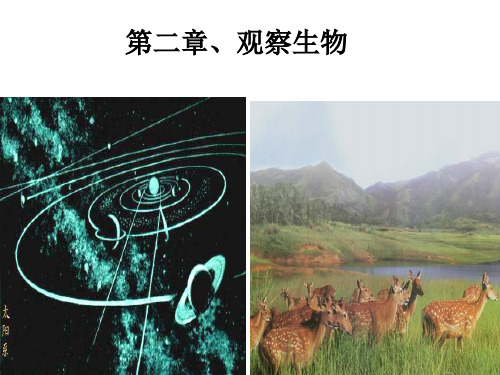 蜗牛   七年级科学课件