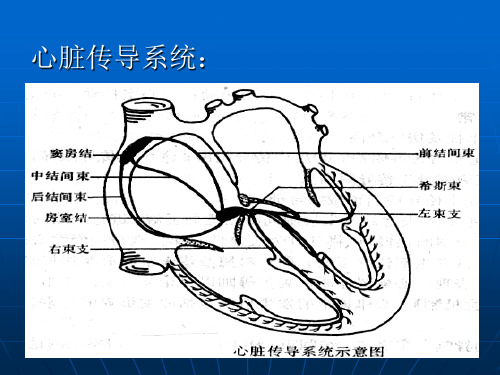 医学精品课件：心脏传导系统