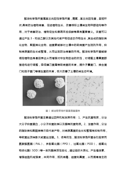 解淀粉芽孢杆菌——环保抑菌的生物农药