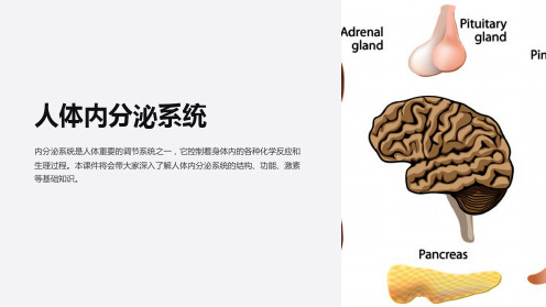 《七年级生物课件：人体内分泌系统》