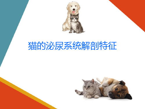 猫的解剖特征—泌尿和生殖系统(宠物解剖生理课件)