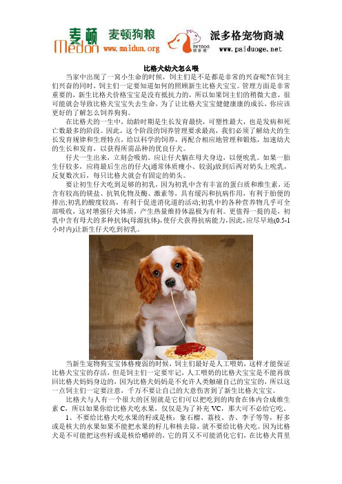 比格犬幼犬怎么喂