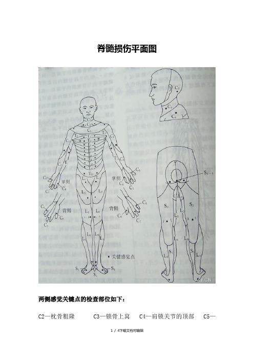 脊髓损伤平面图水平图