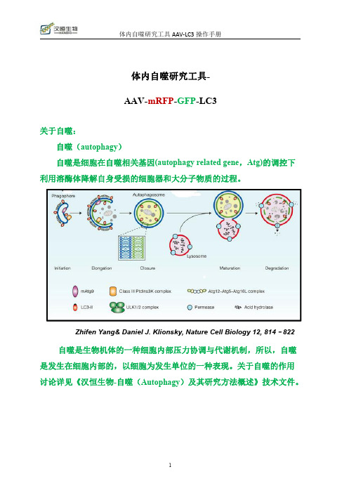 AAV-LC3操作手册