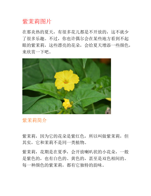 紫茉莉图片