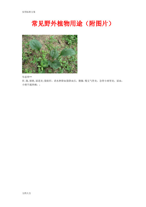 常见野外植物用途(附图片)