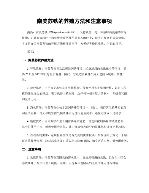 南美苏铁的养殖方法和注意事项