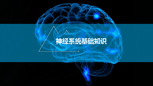 神经系统基础知识ppt课件
