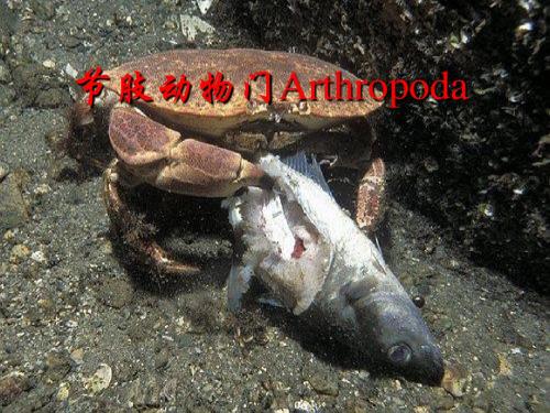 节肢动物门Arthropoda(新)