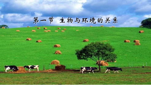 新人教版初中七年级生物上册第二章_第一节与环境的关系ppt课件