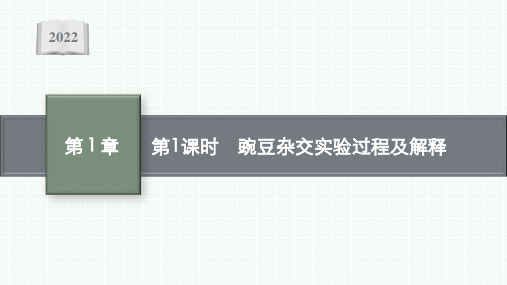 高中生物人教版2019必修2课件第1章第1节第1课时豌豆杂交实验过程及解释