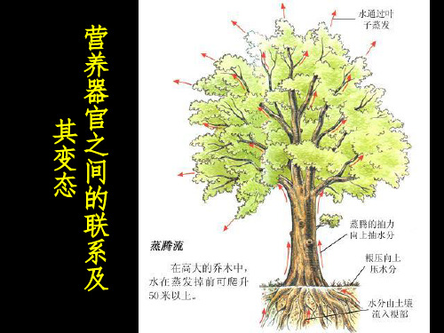 营养器官之间的联系及其变态PPT课件