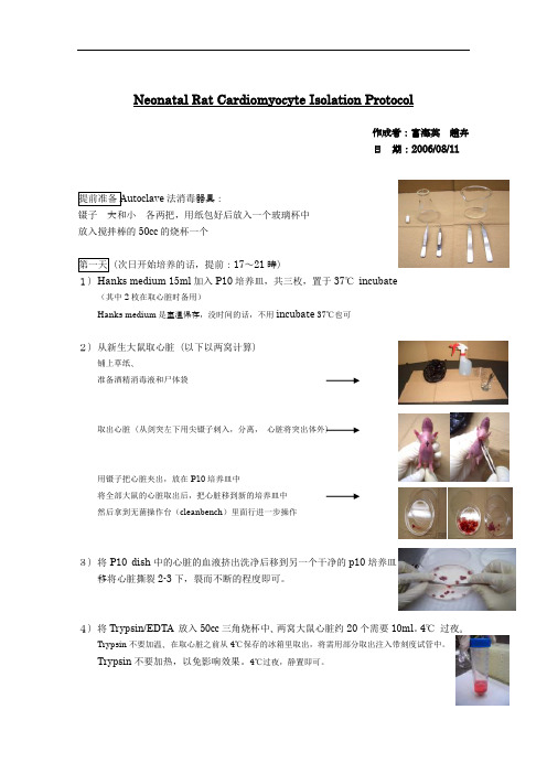 乳鼠心肌细胞分离