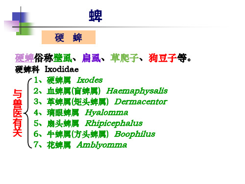 【宠物寄生虫PPT】 蜱