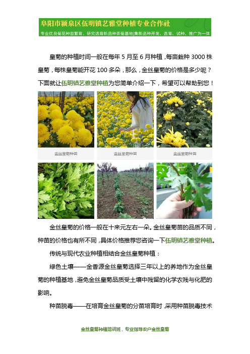 金丝皇菊苗价格