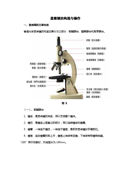 显微镜的构造与操作