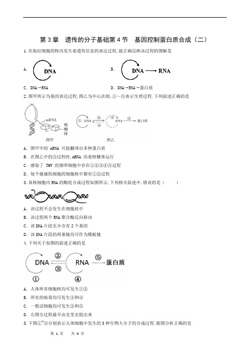 高中生物练习-基因控制蛋白质合成(2)(学生版)