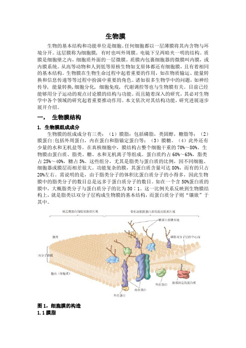 生物膜