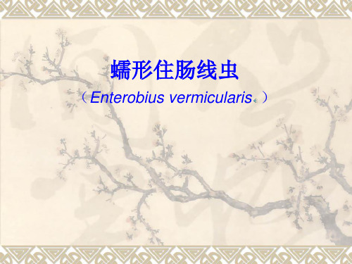 蠕形住肠线虫Enterobiusvermicularis