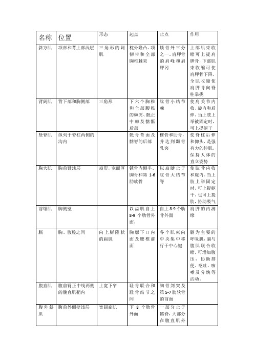 二十一块重点肌肉