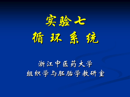 组织学与胚胎学实验课件：实验7 循环系统