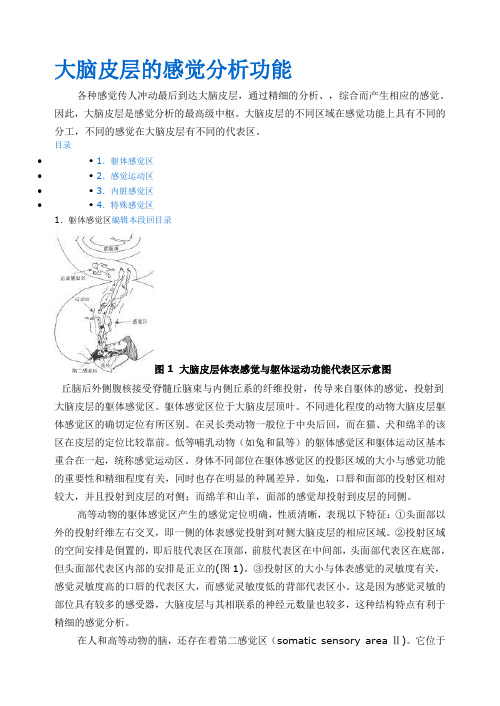 大脑皮层的感觉分析功3