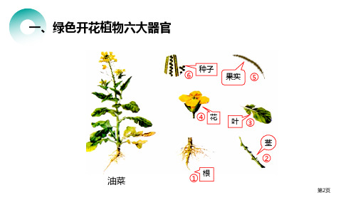 植物体的结构层次市公开课一等奖省优质课获奖课件