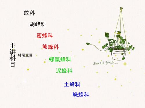 膜翅目ppt