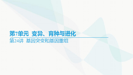 2024届高考生物一轮复习基因突变和基因重组课件