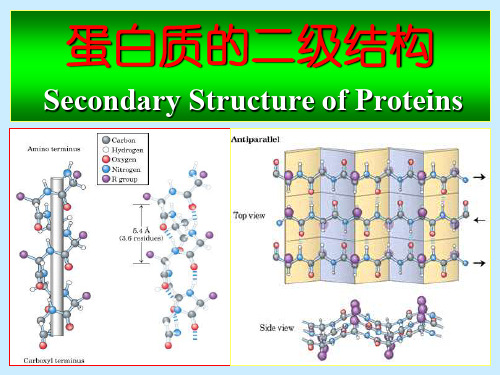 蛋白质化学3-二级结构