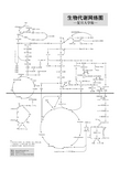 生化代谢网络图