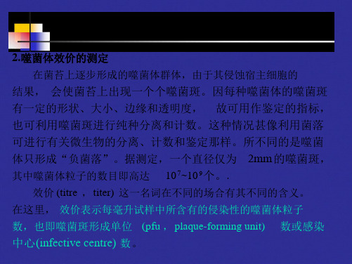 噬菌体效价的测定在菌苔上逐步形成的噬菌体群体由于其