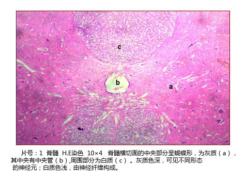 学生教学切片显微图集