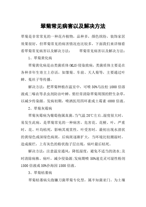 翠菊常见病害以及解决方法