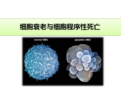 2023年高二生物竞赛课件：细胞衰老与细胞程序性死亡