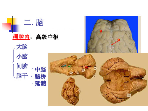 《畜禽解剖学》教学课件：神经系统3