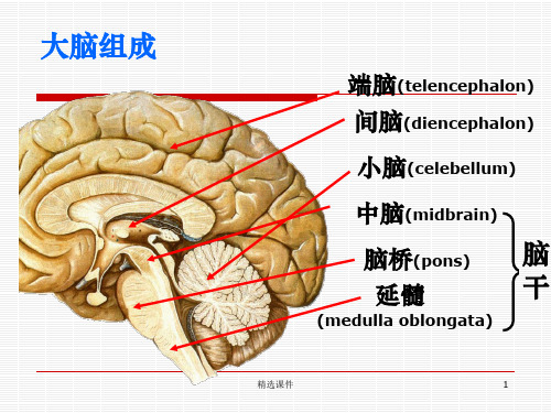 脑叶功能ppt课件