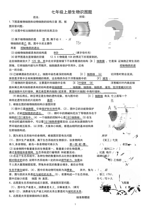 生物七年级生物上册识图题带答案