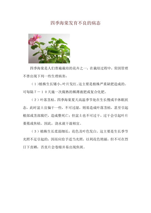 四季海棠发育不良的病态