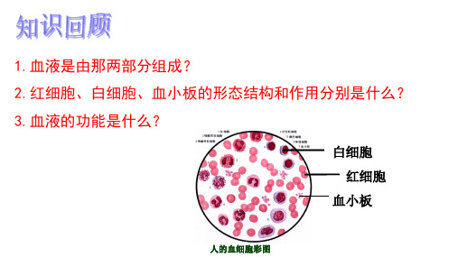 人教版七年级下册生物课件第四章 第二节血流的管道——血管(26张PPT)