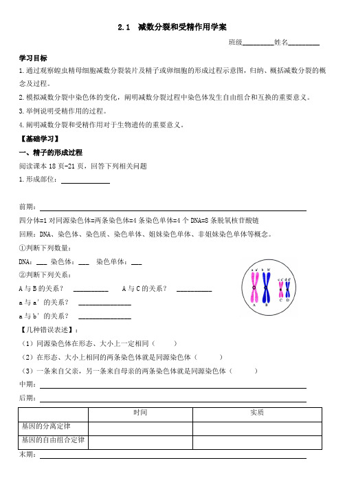 减数分裂和受精作用导学案高一下学期生物人教版必修2