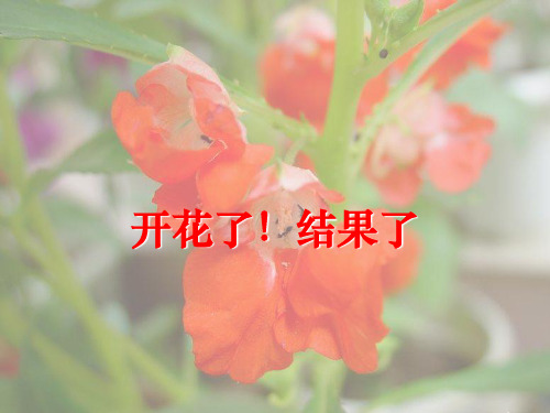 1-6《开花了结果了》PPT课件