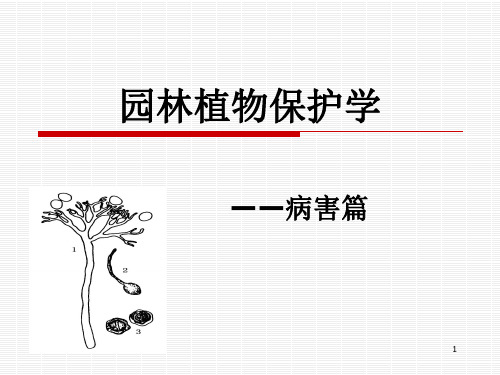 植物保护学病虫害防治PPT