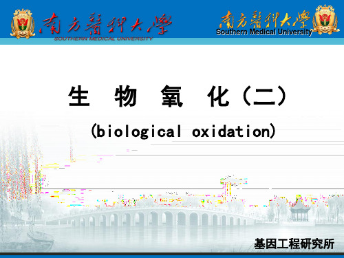 生物化学课件：生物氧化-2