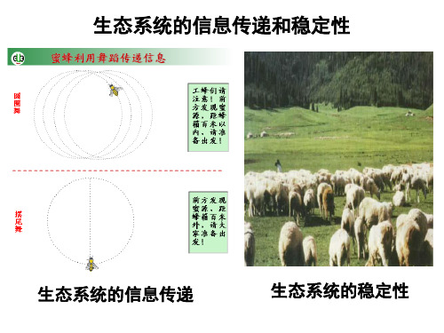 生态系统的信息传递和稳定性(S)