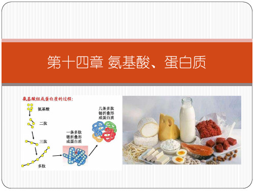 有机化学氨基酸、多肽、蛋白质