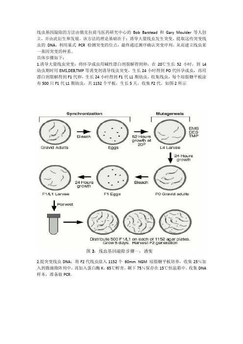 基因敲除